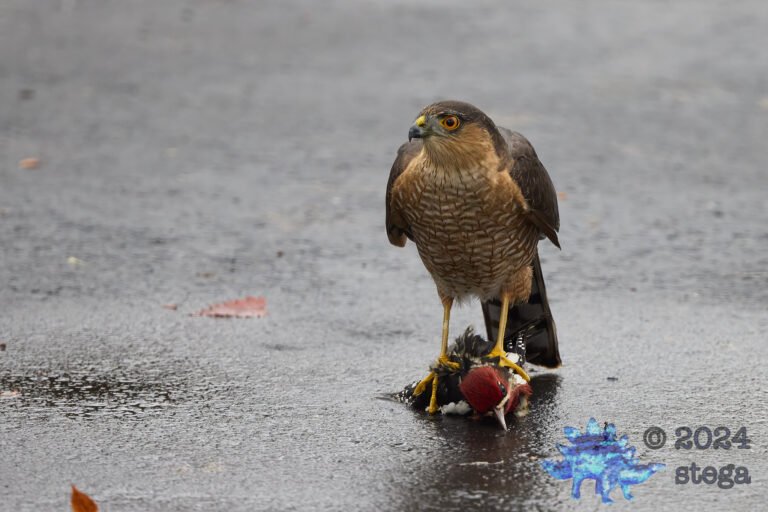 Cooper’s Hawk With Red-Naped Sapsucker