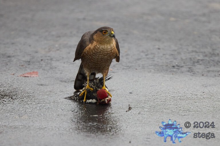 Cooper’s Hawk With Red-Naped Sapsucker