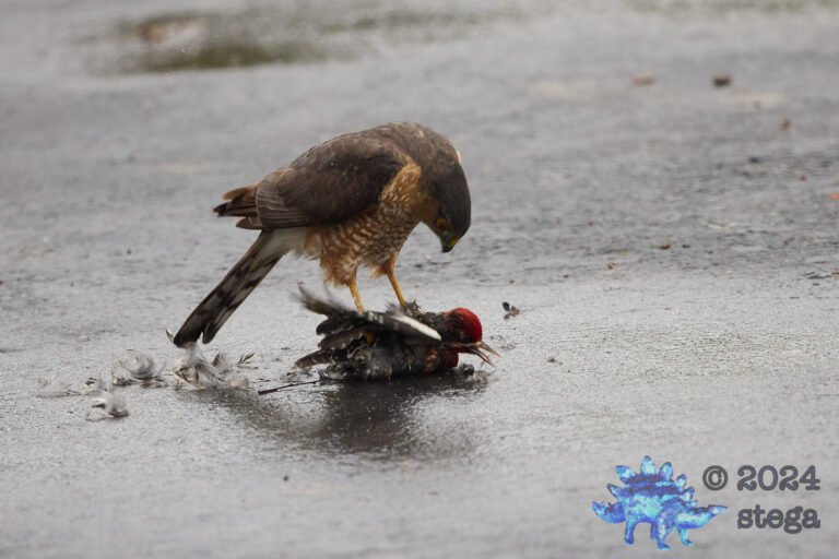Cooper’s Hawk With Red-Naped Sapsucker