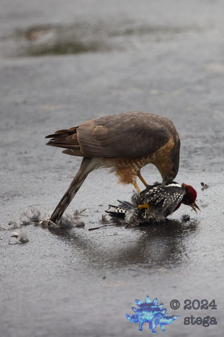 Cooper’s Hawk With Red-Naped Sapsucker
