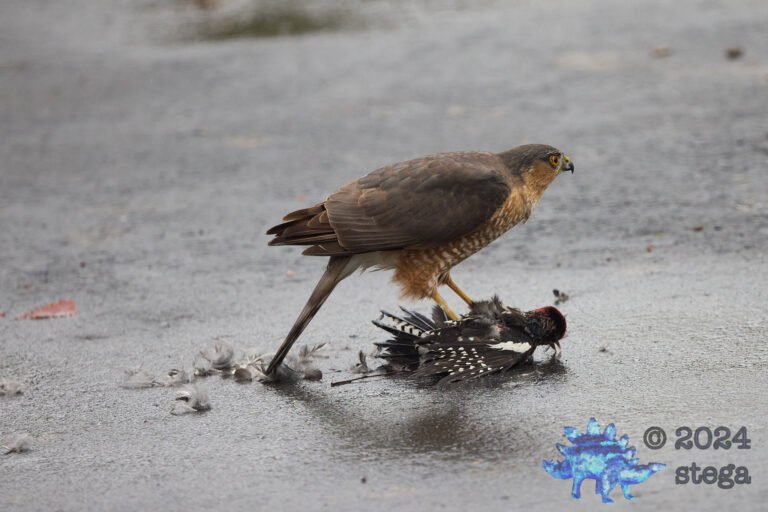 Cooper’s Hawk With Red-Naped Sapsucker