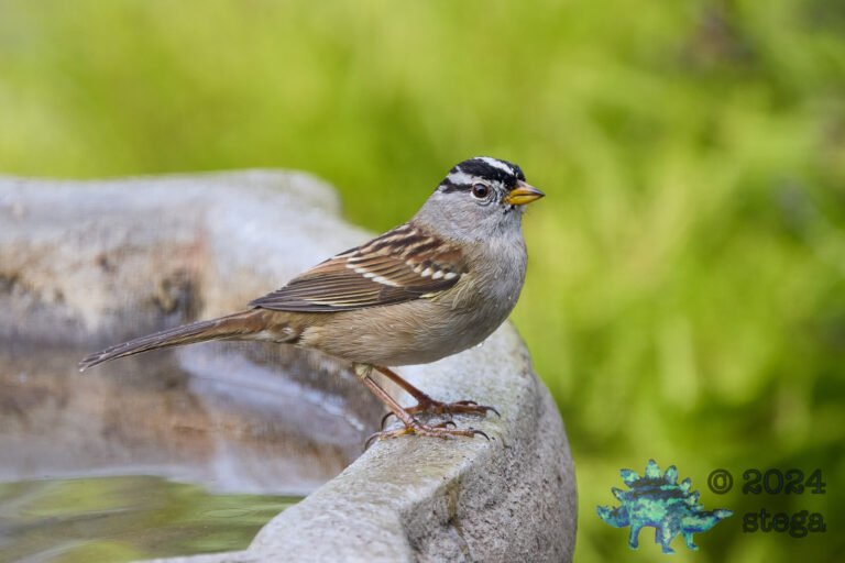 White-Crowned Sparrow