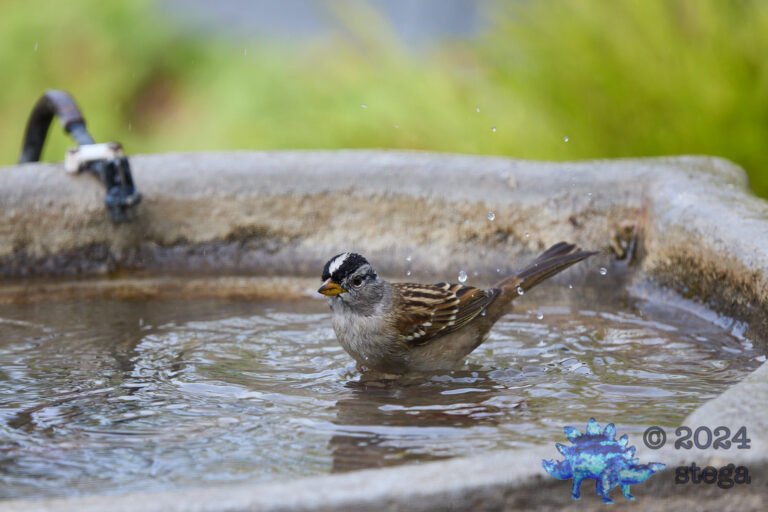 California Towhee, White-Crowned Sparrow