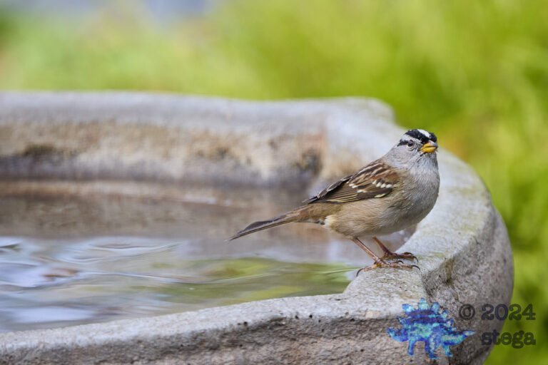 White-Crowned Sparrow