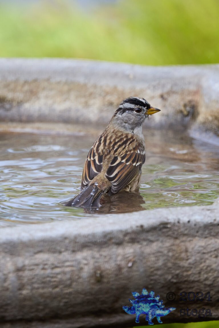 White-Crowned Sparrow