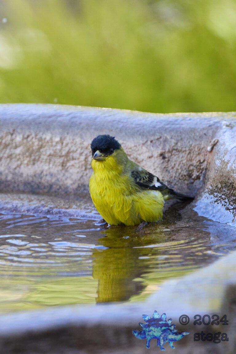 Lesser Goldfinch