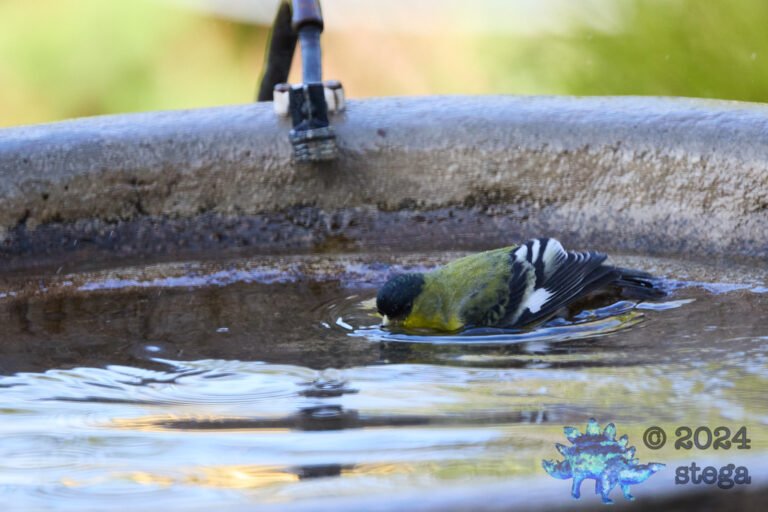 Lesser Goldfinch