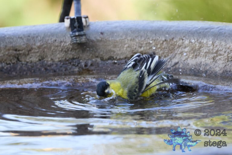 Lesser Goldfinch