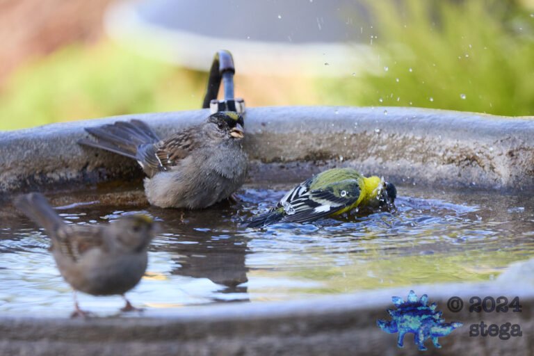 Gold-Crowned Sparrow, Lesser Goldfinch