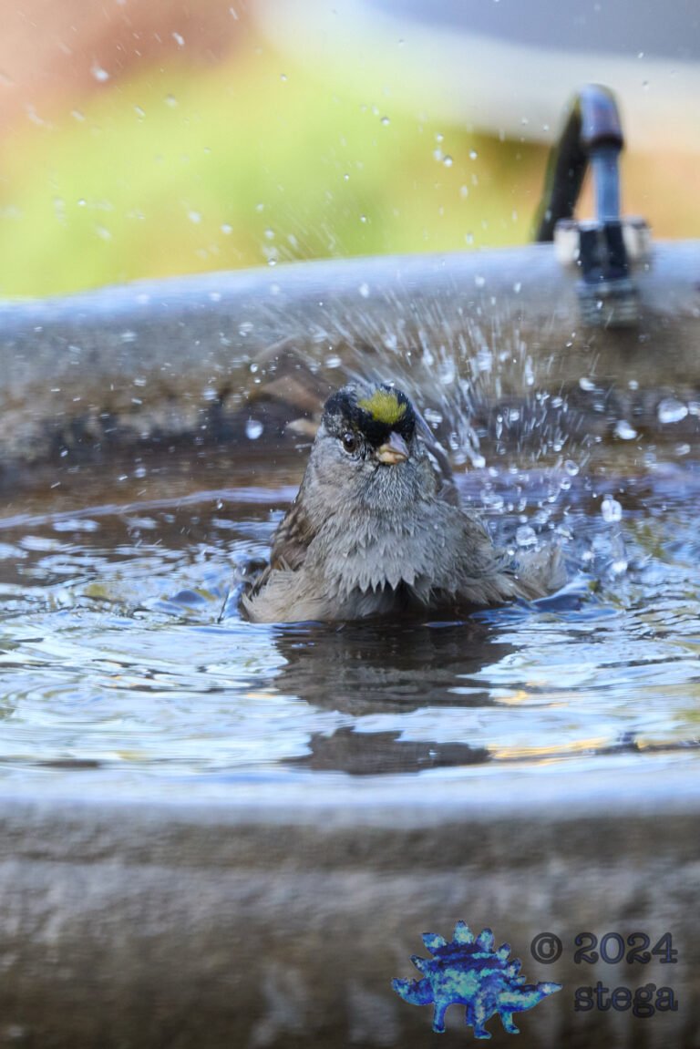 Anna’s Hummingbird, Gold-Crowned Sparrow