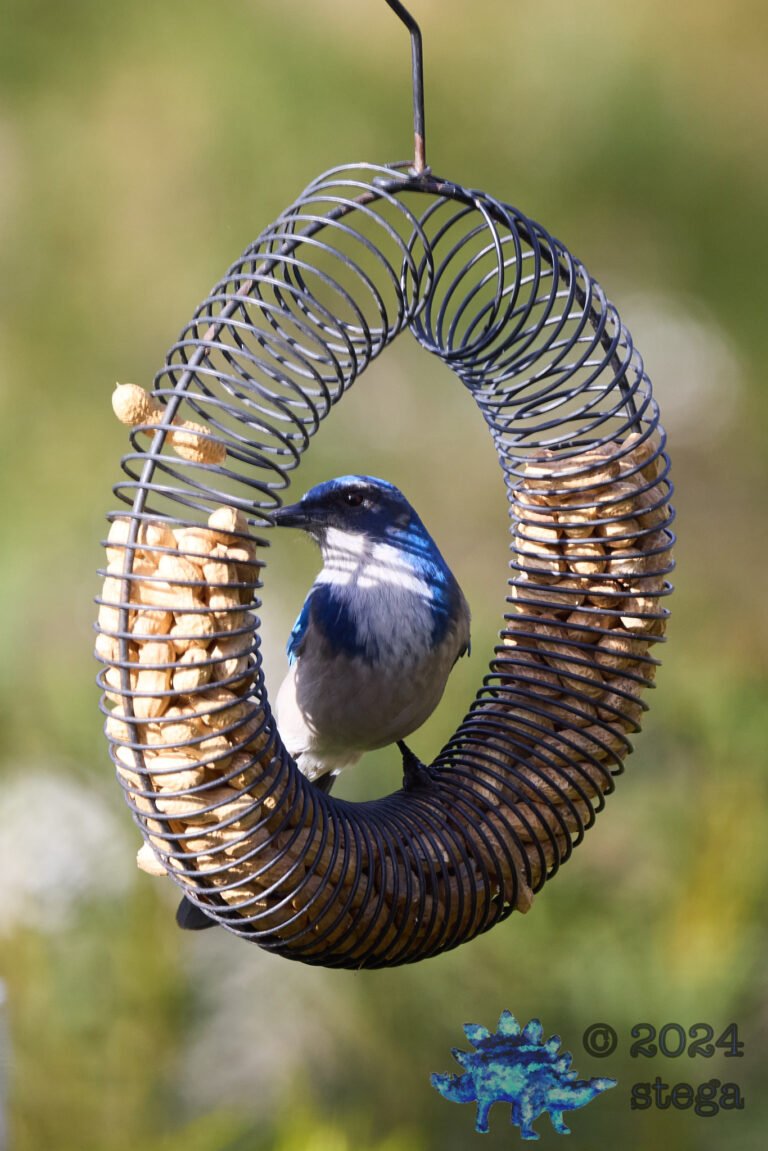 California Scrub Jay