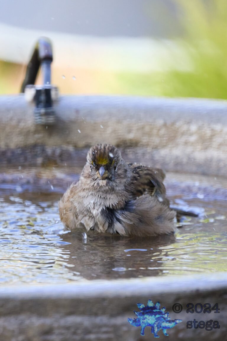 Anna’s Hummingbird, Gold-Crowned Sparrow