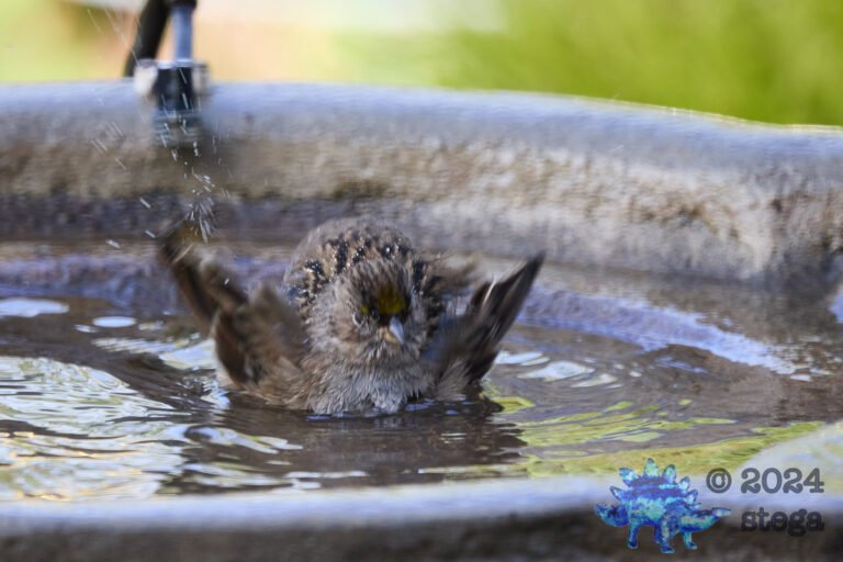 Anna’s Hummingbird, Gold-Crowned Sparrow