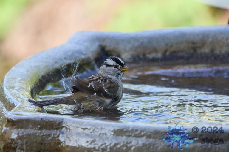 White-Crowned Sparrow