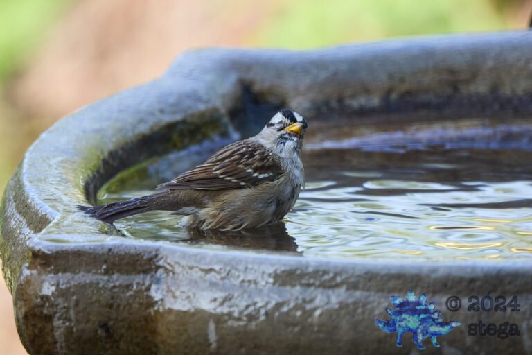 White-Crowned Sparrow