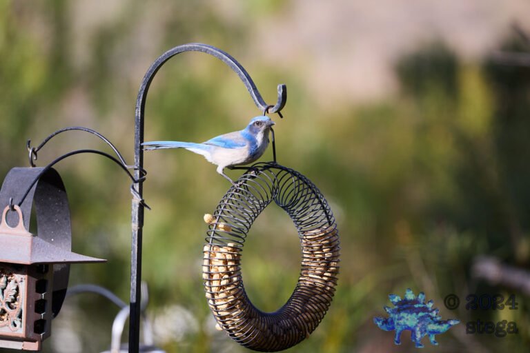 California Scrub Jay