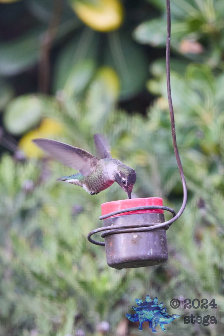 Anna’s Hummingbird