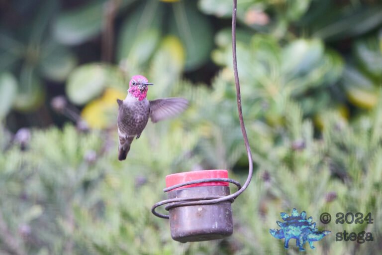 Anna’s Hummingbird