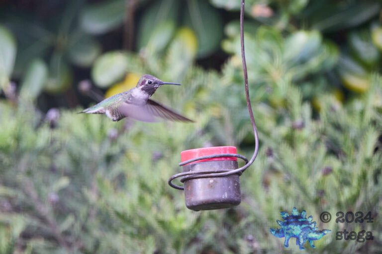 Anna’s Hummingbird