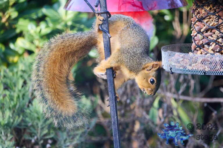 Fox Squirrel