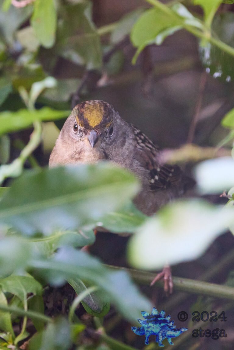 Anna’s Hummingbird, Gold-Crowned Sparrow