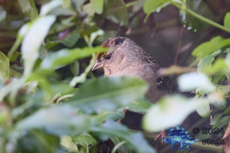 Anna’s Hummingbird, Gold-Crowned Sparrow