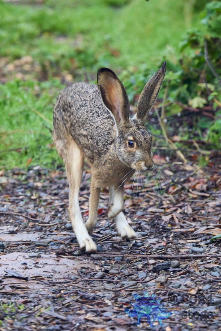 Hare