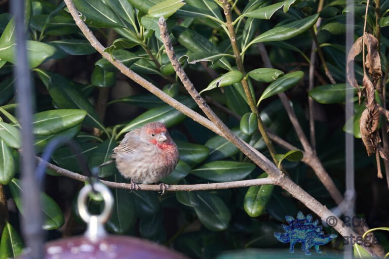 House Finch