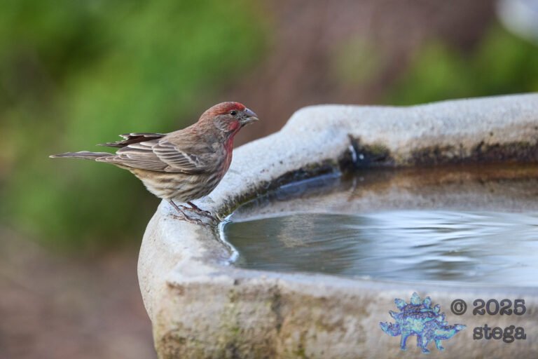 House Finch