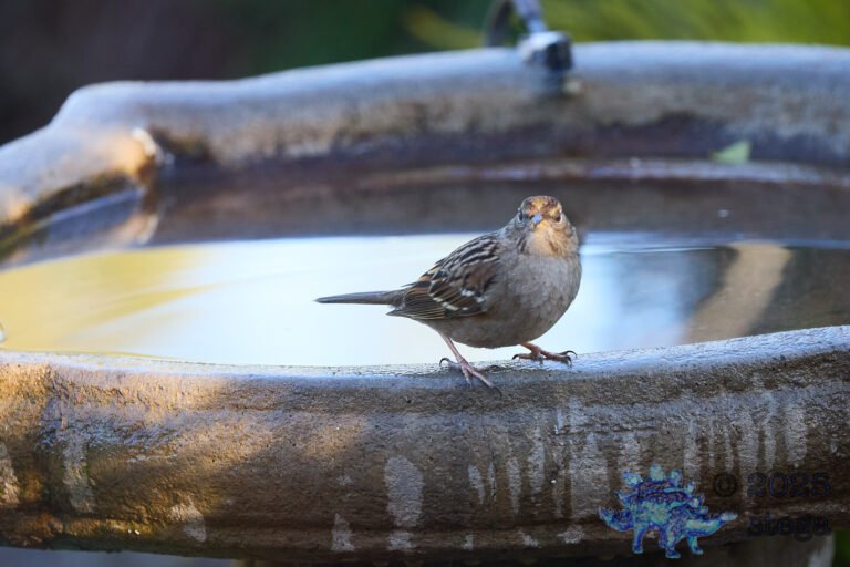 Anna’s Hummingbird, Gold-Crowned Sparrow