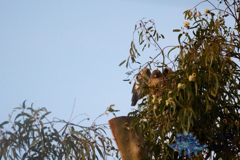 Red-Tailed Hawk