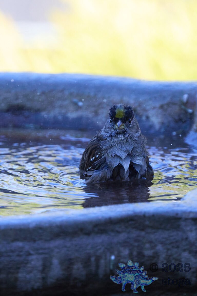 Anna’s Hummingbird, Gold-Crowned Sparrow