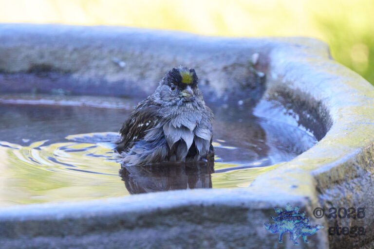 Anna’s Hummingbird, Gold-Crowned Sparrow