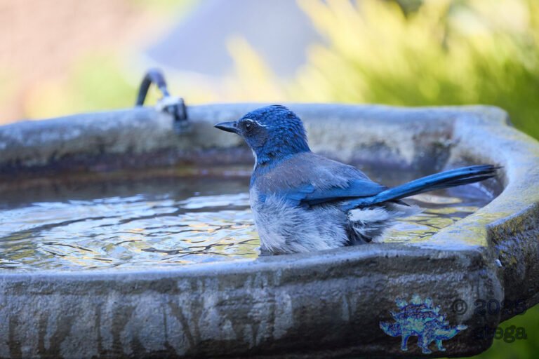 California Scrub Jay