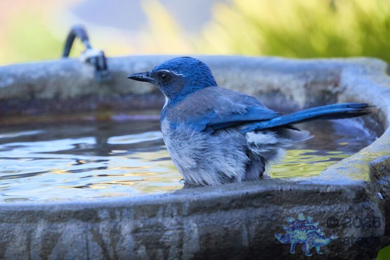 California Scrub Jay