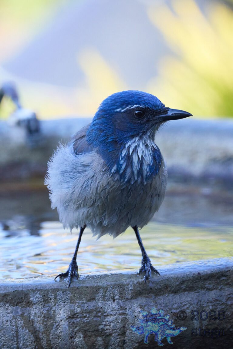California Scrub Jay