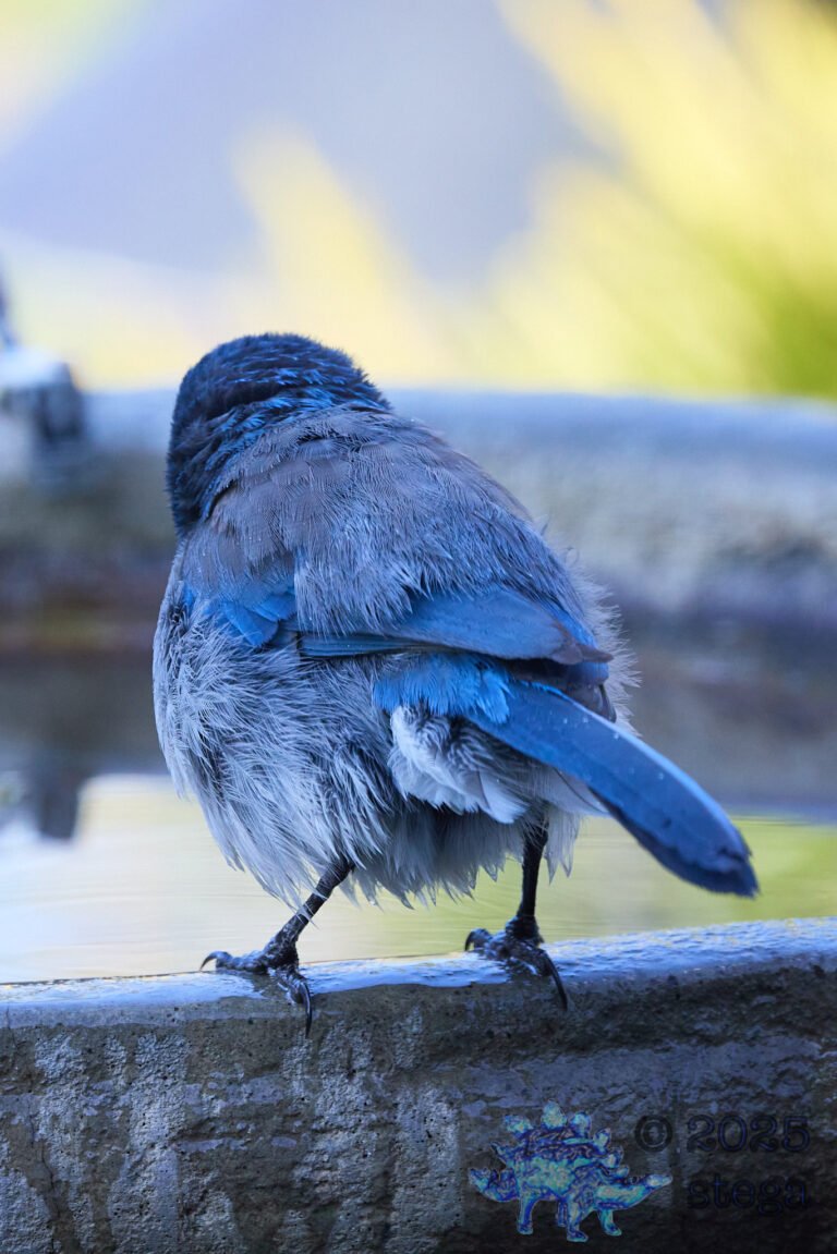 California Scrub Jay