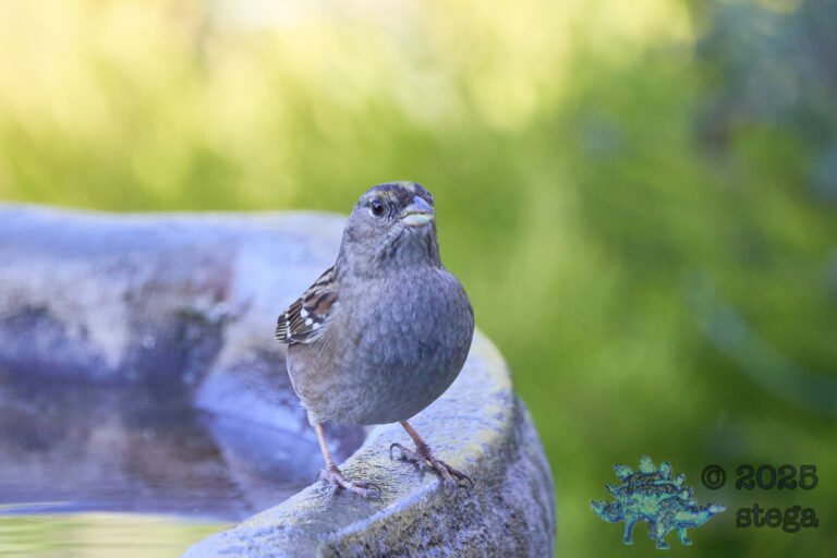 Anna’s Hummingbird, Gold-Crowned Sparrow