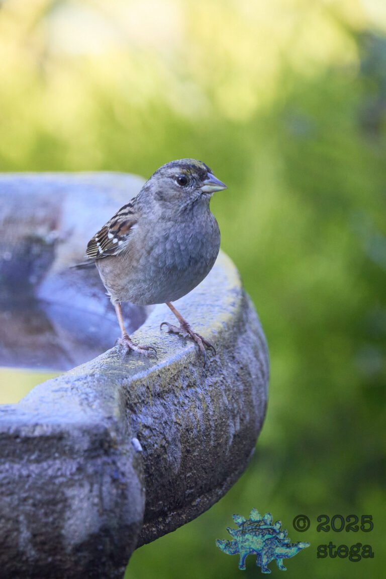 Anna’s Hummingbird, Gold-Crowned Sparrow
