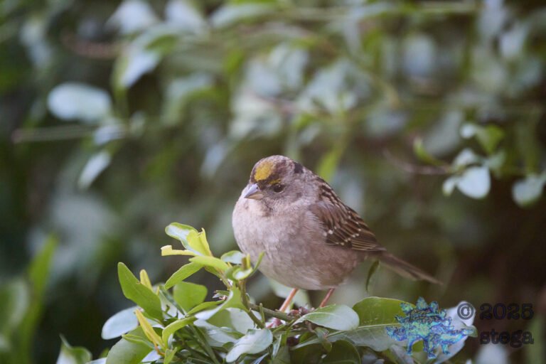 Anna’s Hummingbird, Gold-Crowned Sparrow