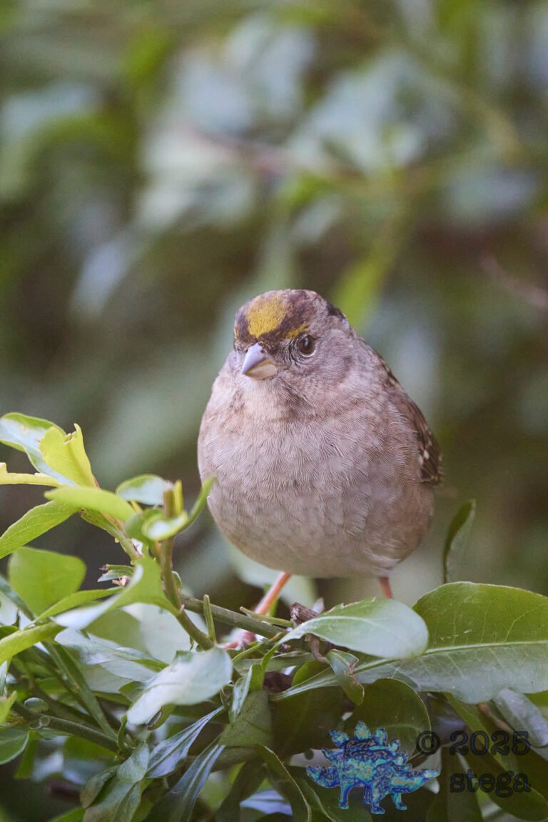 Anna’s Hummingbird, Gold-Crowned Sparrow
