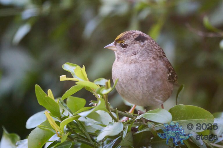 Anna’s Hummingbird, Gold-Crowned Sparrow
