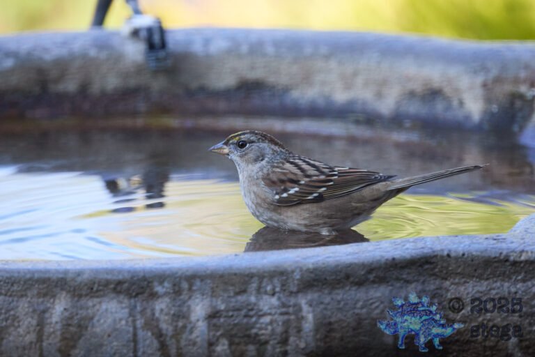 Anna’s Hummingbird, Gold-Crowned Sparrow