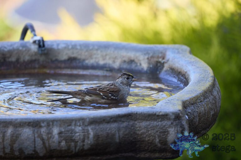 Anna’s Hummingbird, Gold-Crowned Sparrow