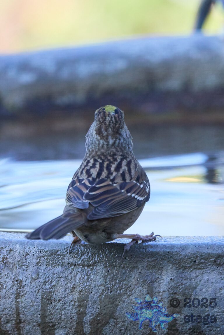 Anna’s Hummingbird, Gold-Crowned Sparrow