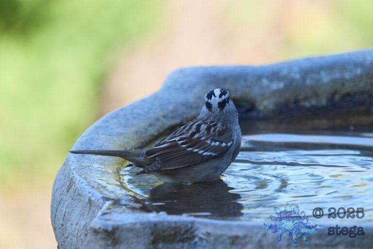 White-Crowned Sparrow