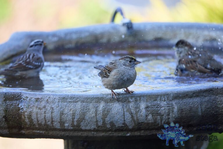 Anna’s Hummingbird, Gold-Crowned Sparrow