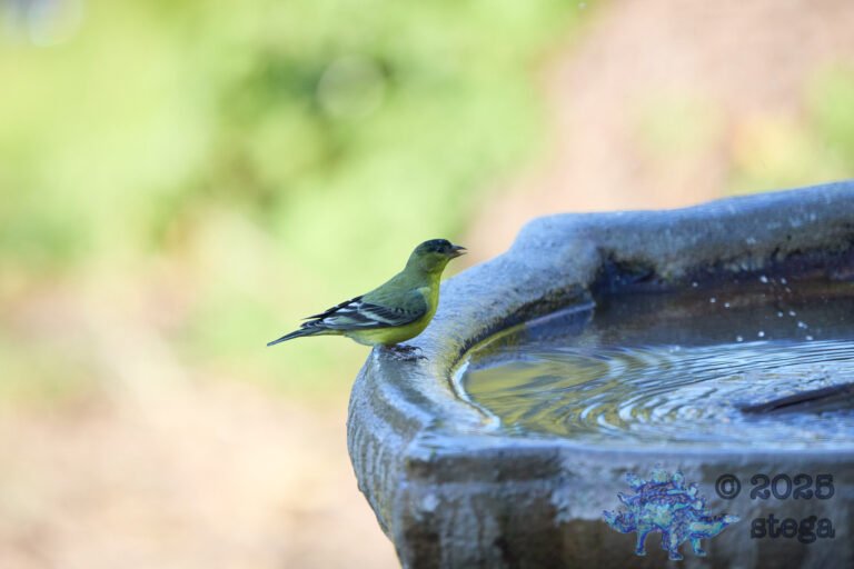 Lesser Goldfinch