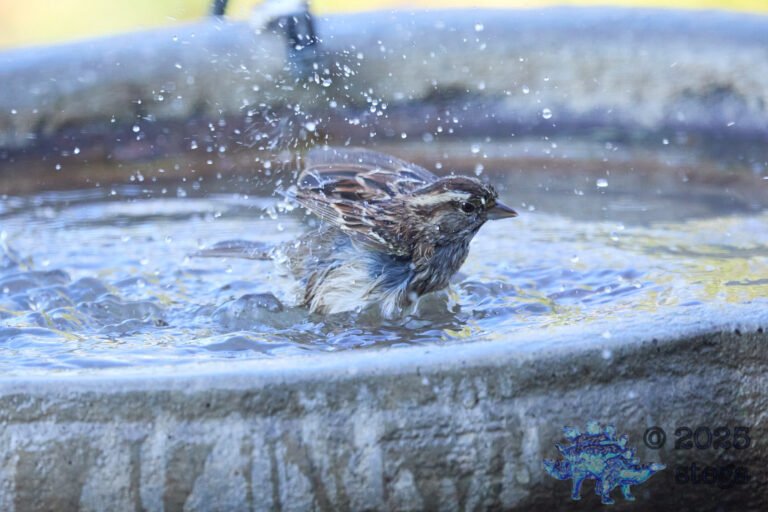 Song Sparrow