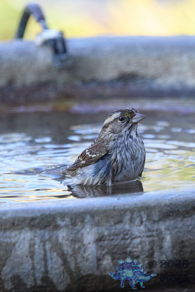 Song Sparrow